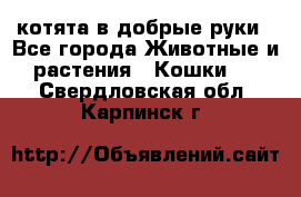 котята в добрые руки - Все города Животные и растения » Кошки   . Свердловская обл.,Карпинск г.